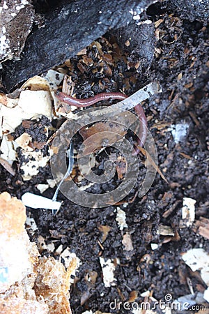 Worms eating through vermicompost Stock Photo
