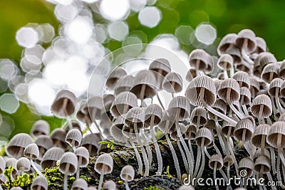 Worms eye view of a cluster of Coprinellus disseminatus fungi growing on a fallen tree trunk in a tropical jungle. Stock Photo
