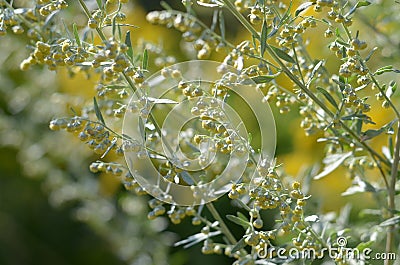 Wormwood. Flowering absinthium. Medicinal plant. Background blur. Wormwood on the field in the sunlight Blooming wild field Stock Photo