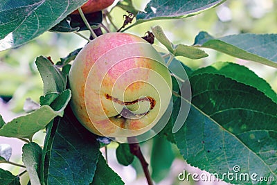 A wormy apple with obvious signs of lesion growing on a branch Stock Photo