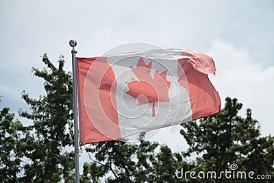 worn and faded canadian flag blowing in wind on flag pole with pines trees Stock Photo