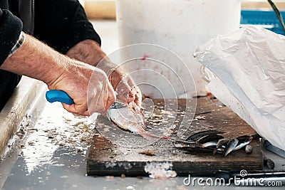 Worn hands of a fisherman cleaning fresh raw fish on a wooden cutting board Stock Photo