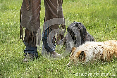 Worn out Chaps and Worn out Dogs Stock Photo