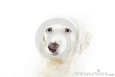 Worried and scared dog face expresion because fireworks, food, thunderstorms, loud noises. Isolated on white background. Stock Photo