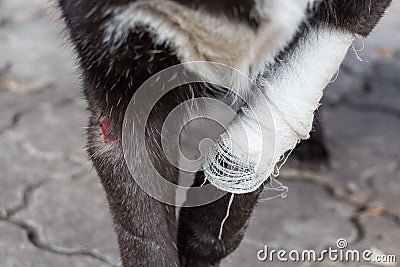 Wound on dog paw Stock Photo