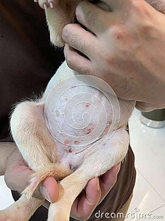 A wound on the skin of a dog. skin problems. Infection wound skin Stock Photo