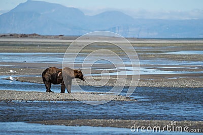 Wounded injured Alaskan Coastal Brown Bear grizzly Stock Photo