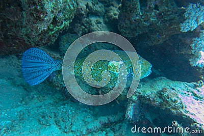 The wounded Yellow boxfish hides in the safety of a coral overhang. Ostracion cubicus was attacked by a marine predator, but Stock Photo