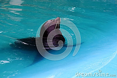 ! wow ... The little seal poses in front of the camera ... wow ! Stock Photo