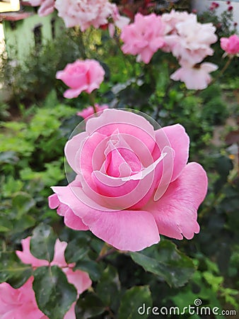 Wow pink rose view Stock Photo