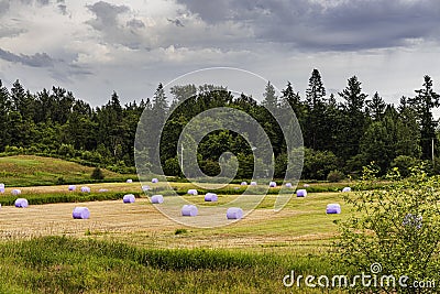 Wrapped hay bales in purple plastic on field Stock Photo