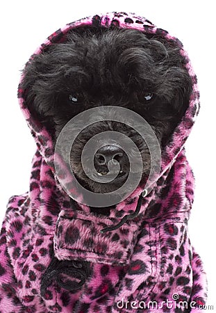 Wrapped In Pink Animal Print Stock Photo