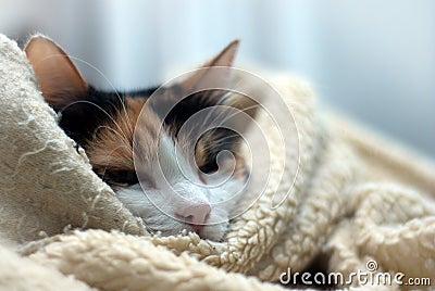 Wrapped up cat Stock Photo