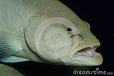 Wrasse being cleaned by small fish Stock Photo