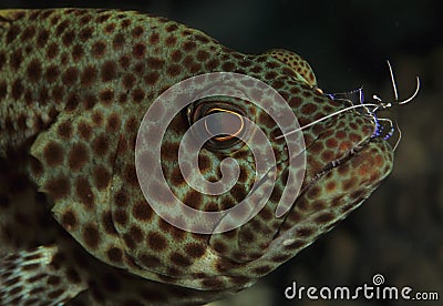 Wrasse getting cleaned by shrimp Stock Photo