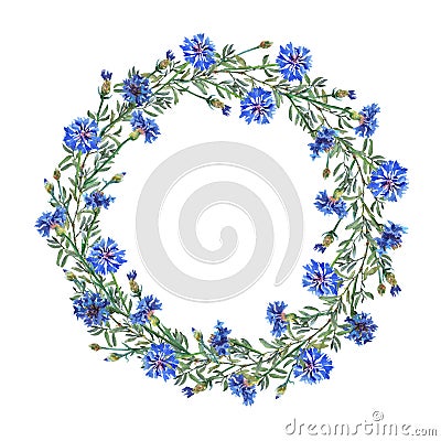 Wreath border frame with summer herbs, meadow flowers. Cartoon Illustration