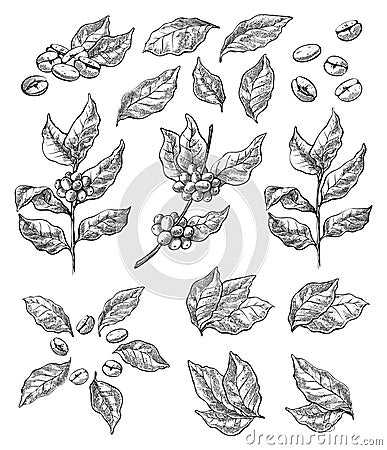 Wreath from coffee beans and berry Vector Illustration