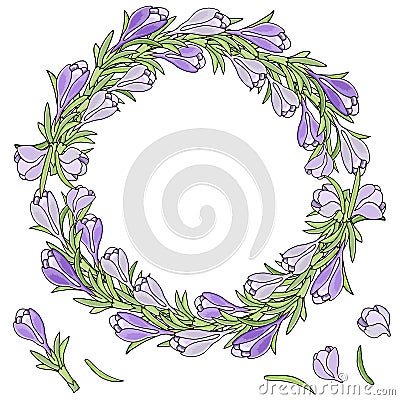 A wreath of crocuses. Vector illustration. Blue with green leave Vector Illustration