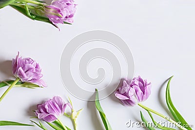 Wreath frame violet tulips on white background. Easter, spring concept. Flat lay, top view Stock Photo