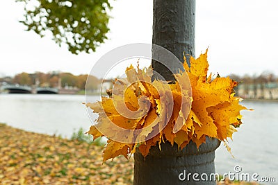 Wreath of mapple leaves Stock Photo