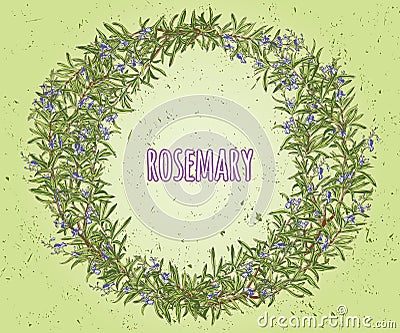 Wreath of rosemary. Floral frame Vector Illustration