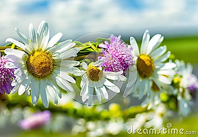 Wreath of daisies and clover Stock Photo