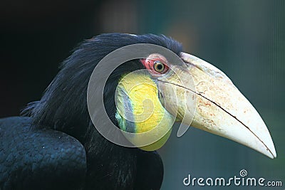 Wreathed hornbill Stock Photo