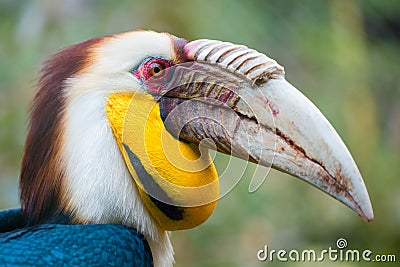 Wreathed hornbill Stock Photo