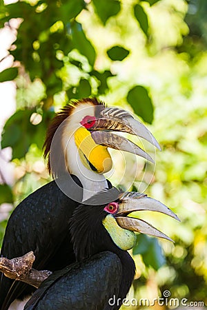 Wreathed Hornbill bird in Bali Island Indonesia Stock Photo