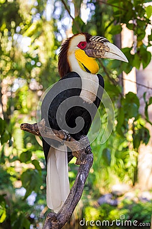 Wreathed Hornbill bird in Bali Island Indonesia Stock Photo