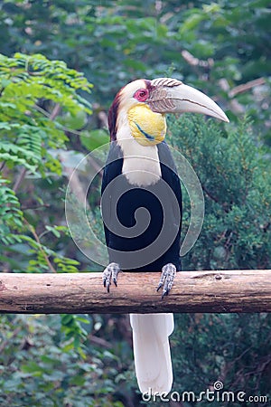 Wreathed Hornbill Stock Photo