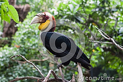 Wreathed hornbill, an exotic bird in Bali bird park. Stock Photo