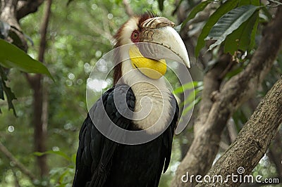 Wreathed hornbill Stock Photo