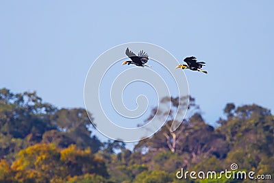 Wreathed hornbill(Rhyticeros undulatus) Stock Photo