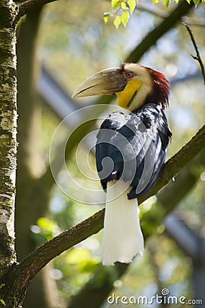 Wreathed Hornbill Stock Photo