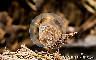 Wren birds beautiful insectivorous migration brown songbirds perch wild Riverside feathery Stock Photo