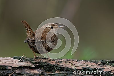 A Wren on a branch Stock Photo