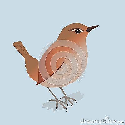 Wren Vector Illustration