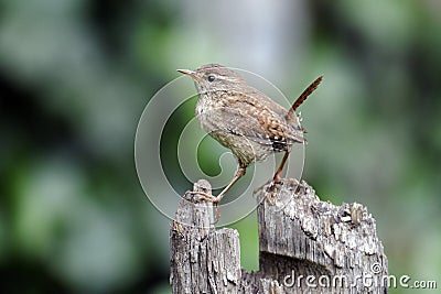 Wren, Troglodytes troglodytes Stock Photo