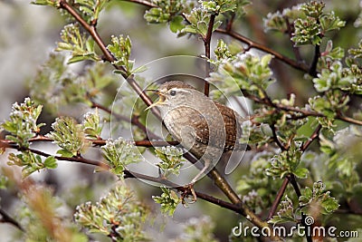 Wren, Troglodytes troglodytes Stock Photo