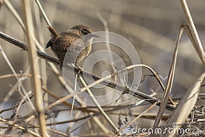 Wren Troglodytes troglodytes Stock Photo