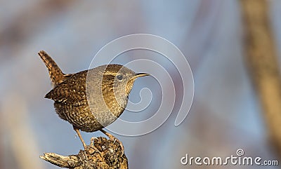 Wren on Wooden Log Stock Photo