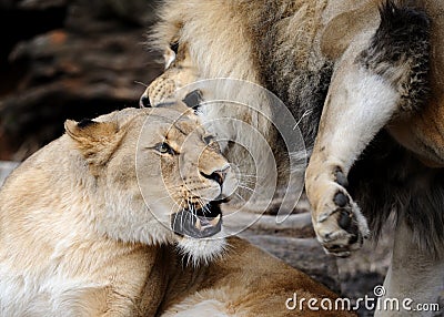 Wrestling African lions Stock Photo
