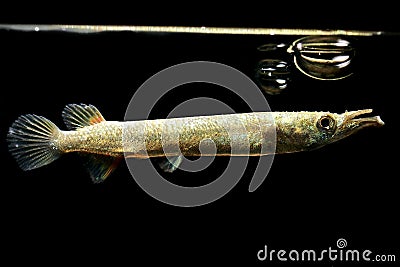 Wrestling halfbeak Dermogenys pusilla also known as Malayan halfbeak Stock Photo