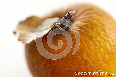 Wrinkled apple in autumn Stock Photo