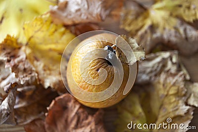 Wrinkled apple and leaves in autumn Stock Photo