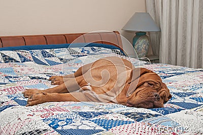 Wrinkled Dogue De Bordeaux lying on the bed Stock Photo