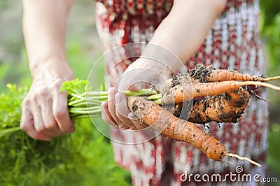 The wrinkled hands of an elderly person hold fresh carrots with earth and tops. Closeup carrot harvest in the hands of an elderly Stock Photo