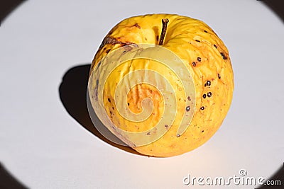 Wrinkled yellow apple close-up on a light background Stock Photo