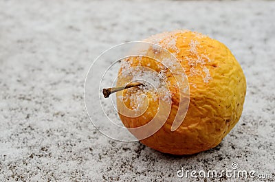 Wrinkled yellow apple covered with snow Stock Photo